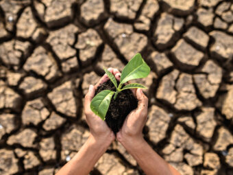 boy are stand holding seedlings are in dry land in a warming wor
